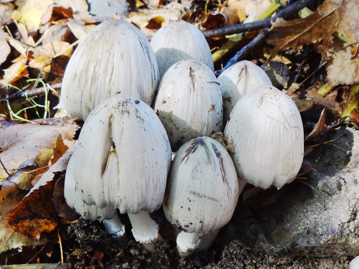 회색 똥 딱정벌레