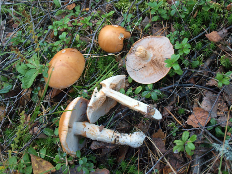 코르티나리아 오크라세아