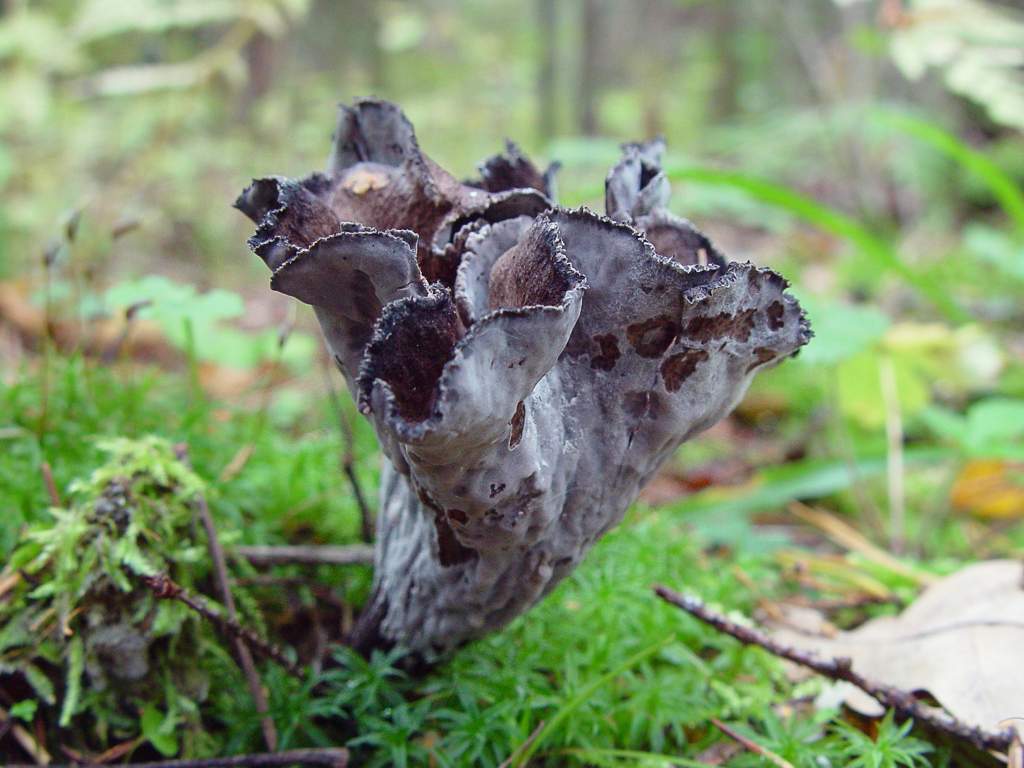 깔때기풀 구불구불하다