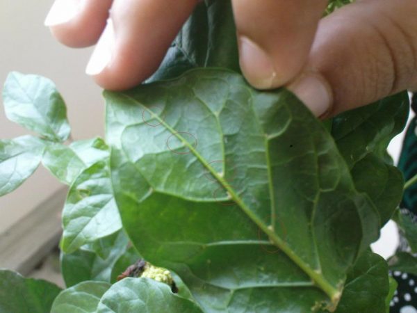 재스민 잎의 해충