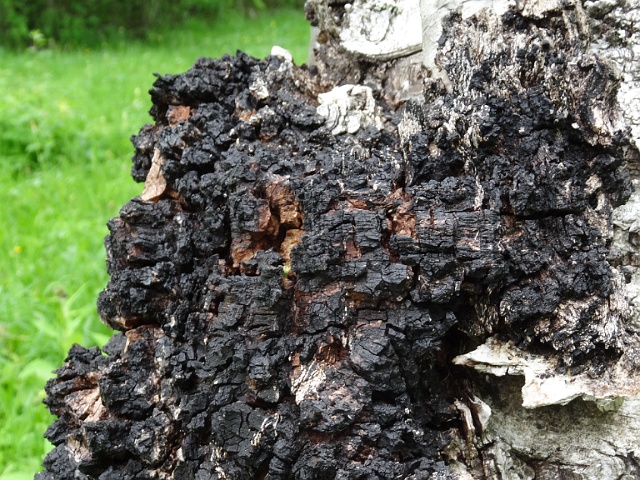 자작나무 버섯 차가