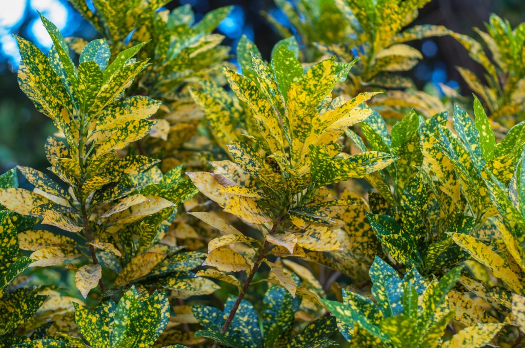 코디에움 바리에굼