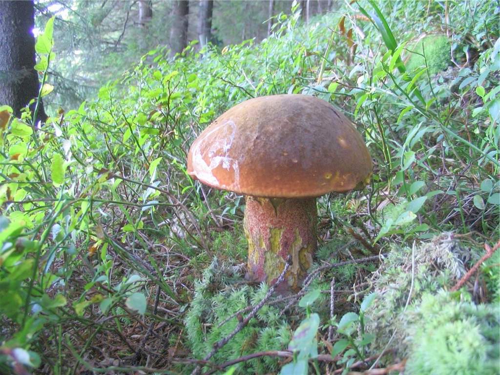 얼룩무늬 참나무