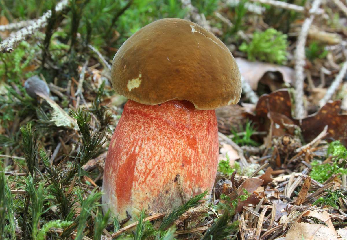 얼룩무늬 참나무