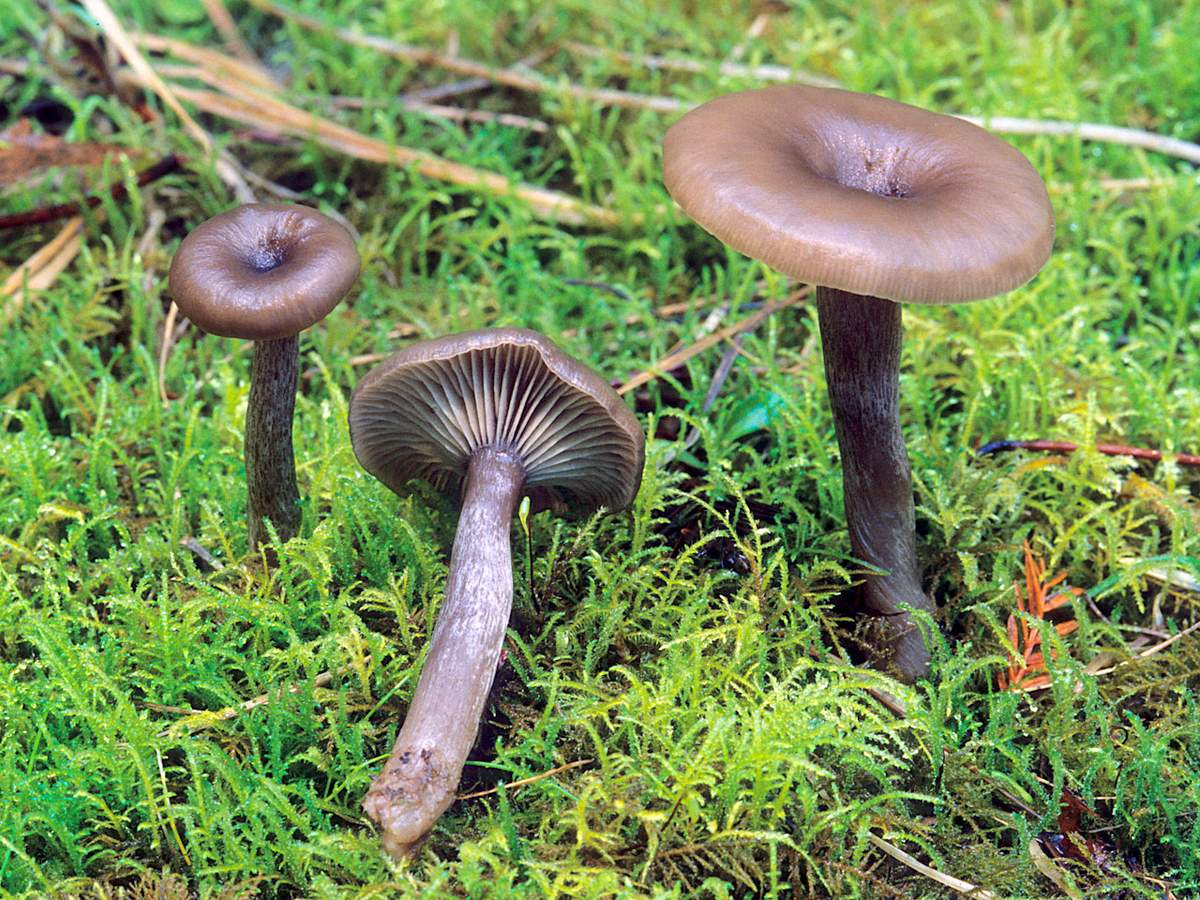 잔을 말하는 사람