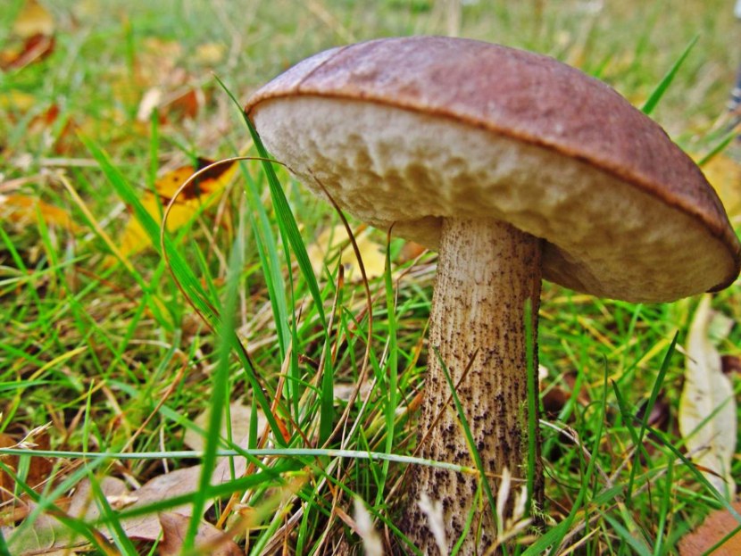 자작나무 볼레투스