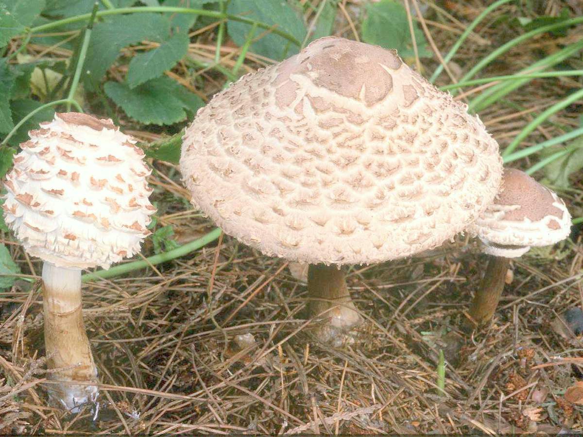 붉어지는 파라솔 버섯