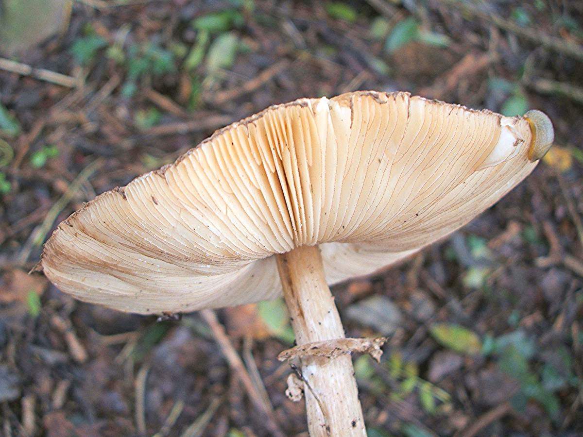 붉어지는 파라솔 버섯