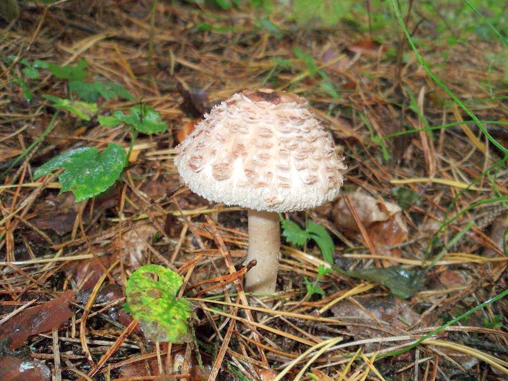 붉어지는 파라솔 버섯