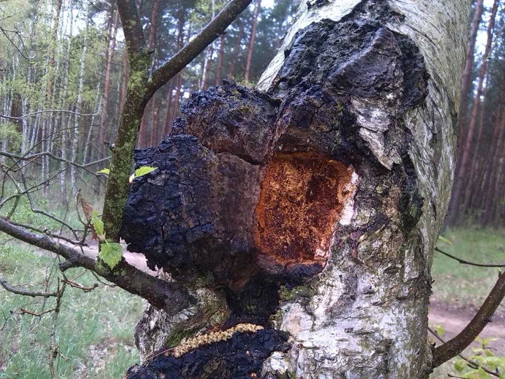 자작나무 버섯 차가