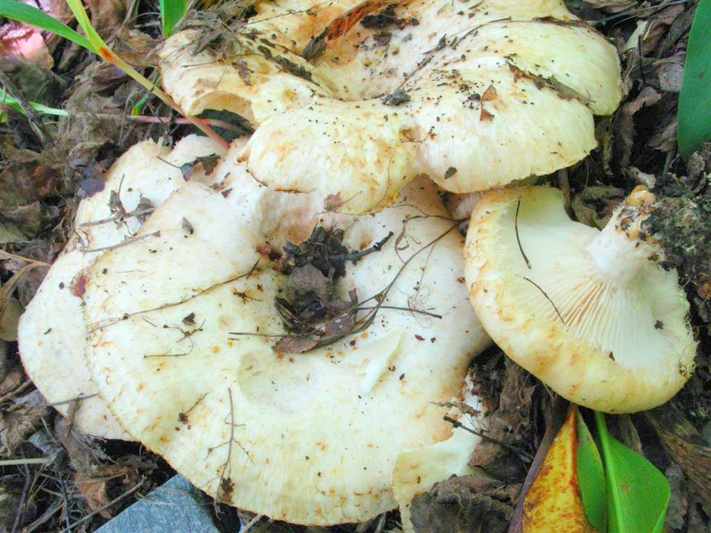 참나무우유버섯