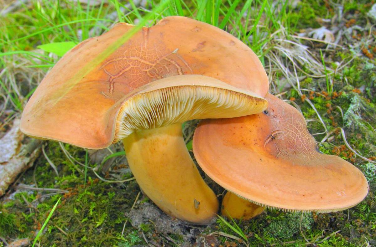 적갈색 우유버섯