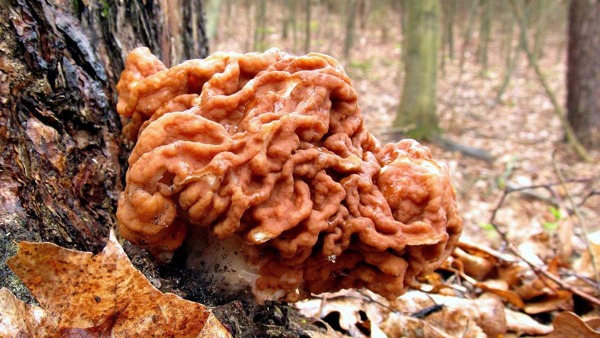 거대 모렐 버섯