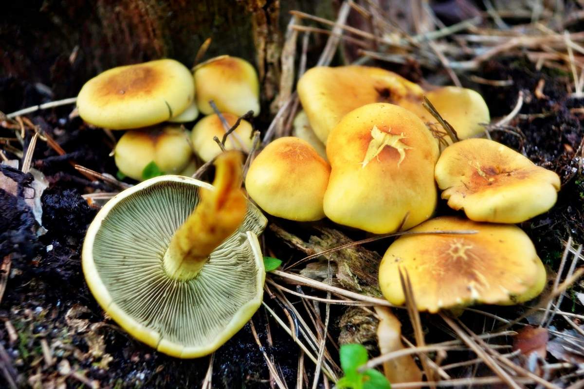 거짓꿀버섯 황황색