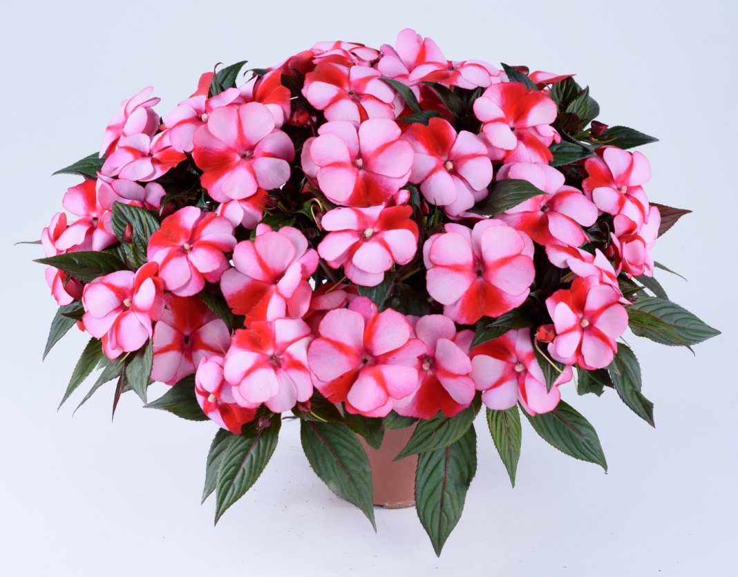 뉴기니 임파티엔스