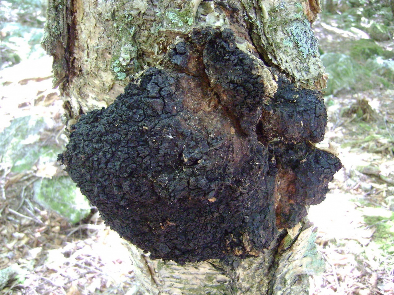 자작나무 버섯 차가