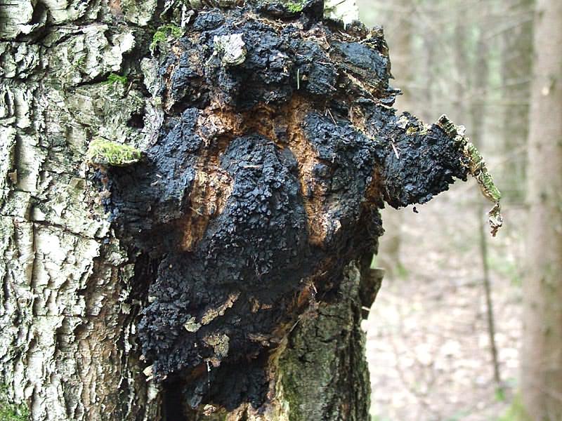 경사 틴더 버섯