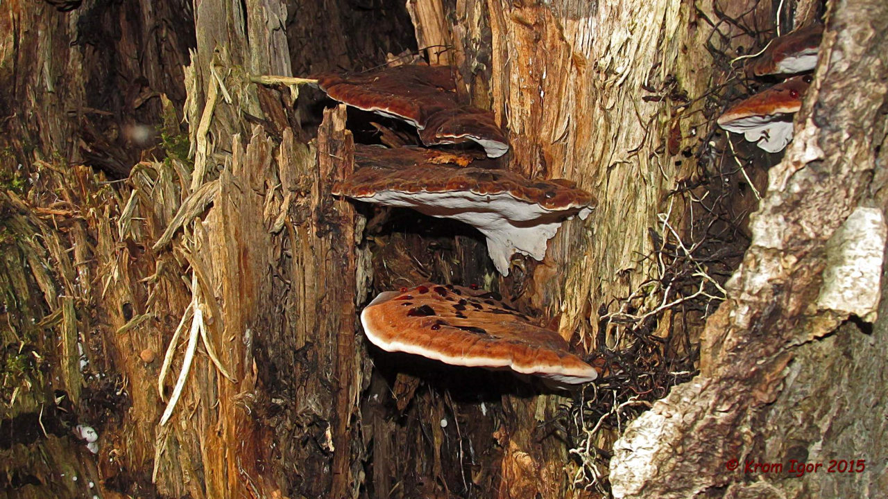 수지성 이슈노더마