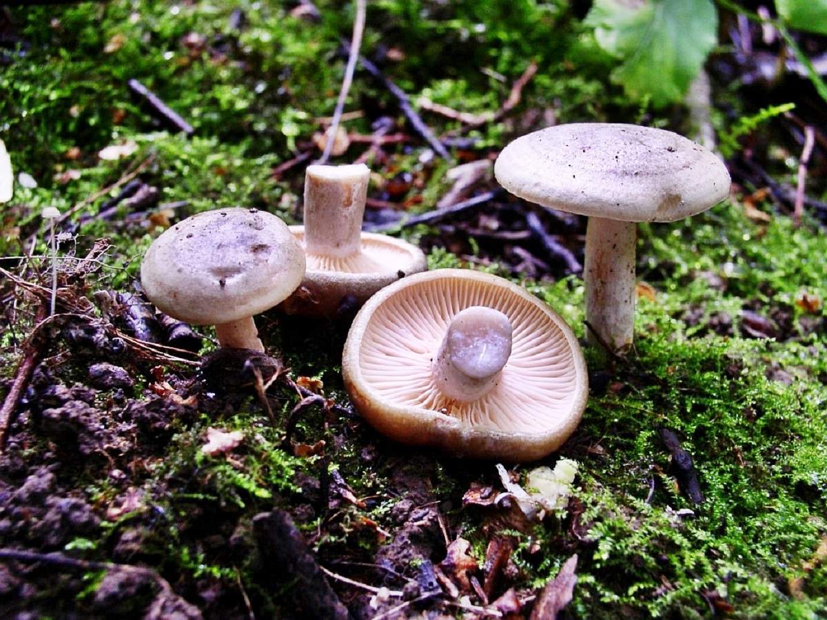 우유 뚜껑 수집