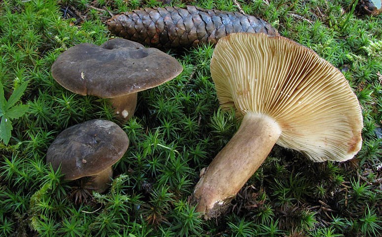 수지성 검은색 우유병