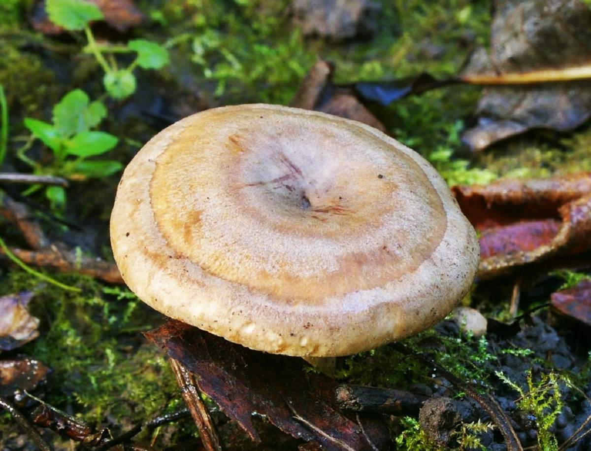 락타리우스 쏘는 듯한 우유빛