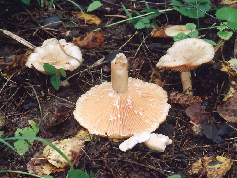 유라시아 회색 숭어 Lactarius flexuosus