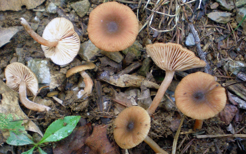 진한 우유빛 꽃