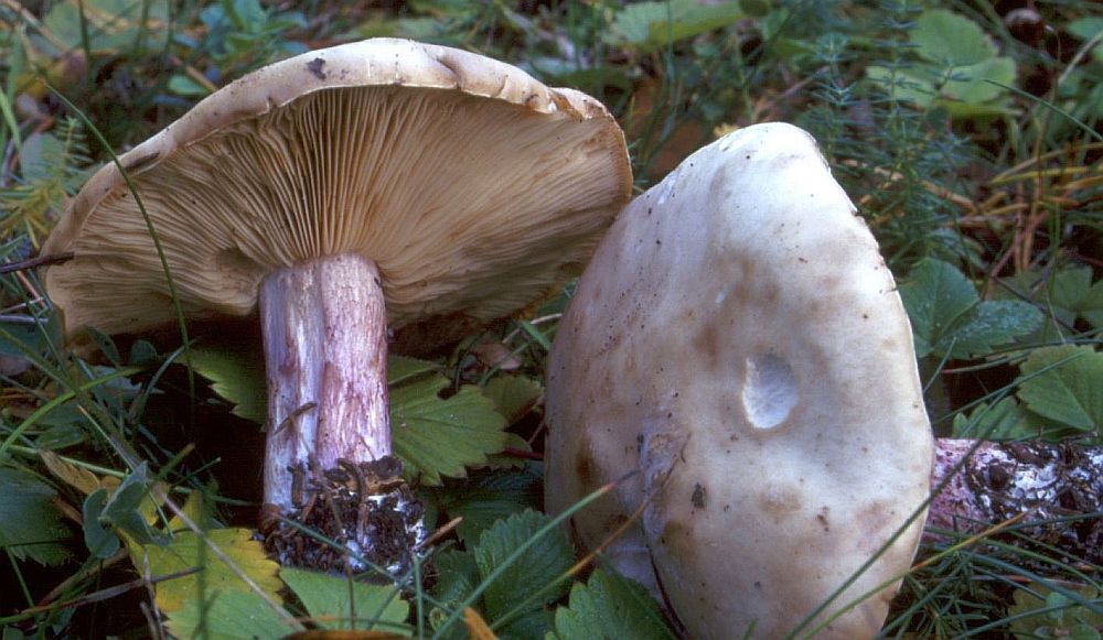 보라색 다리의 로완