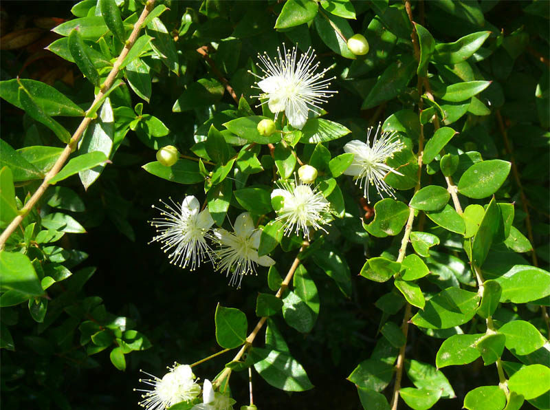 미르투스 코무니스