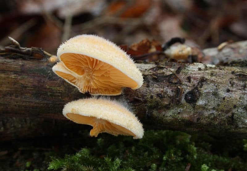 주황색 느타리버섯