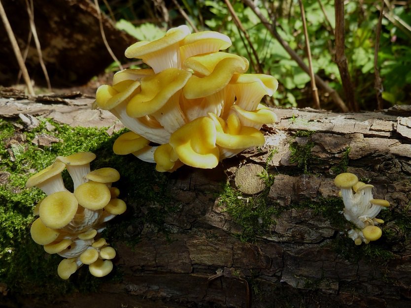 레몬 느타리버섯