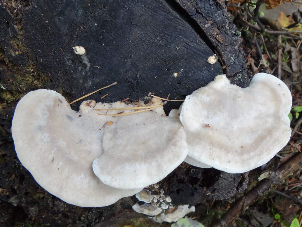 수렴성 포스티아