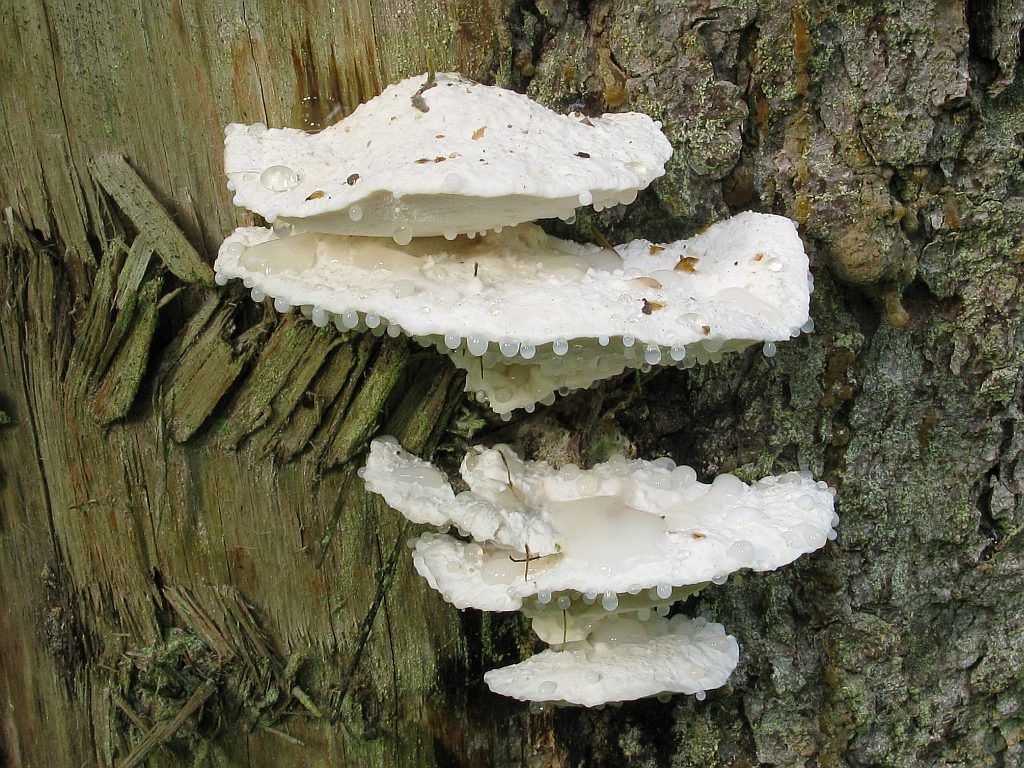 수렴성 포스티아