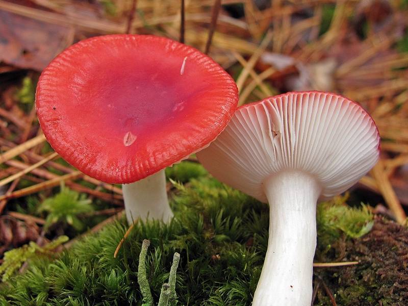 Russula acridum