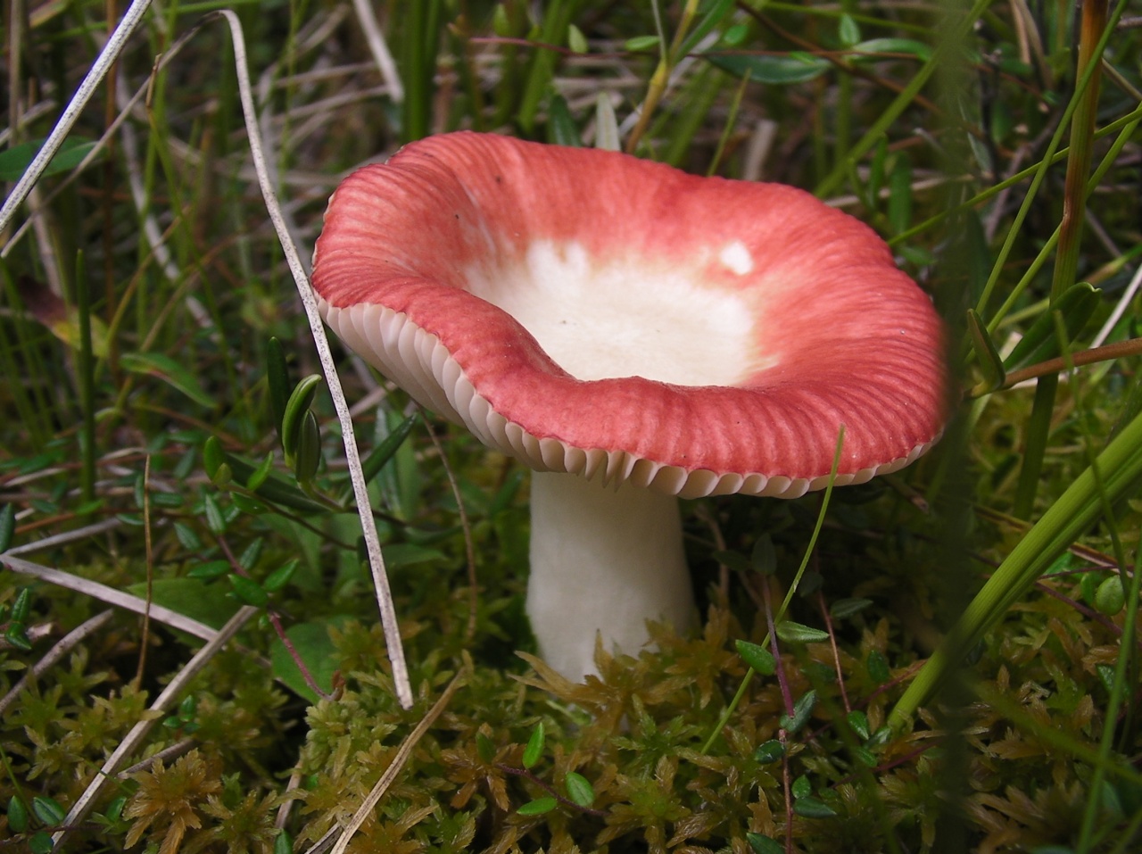 Russula acridum