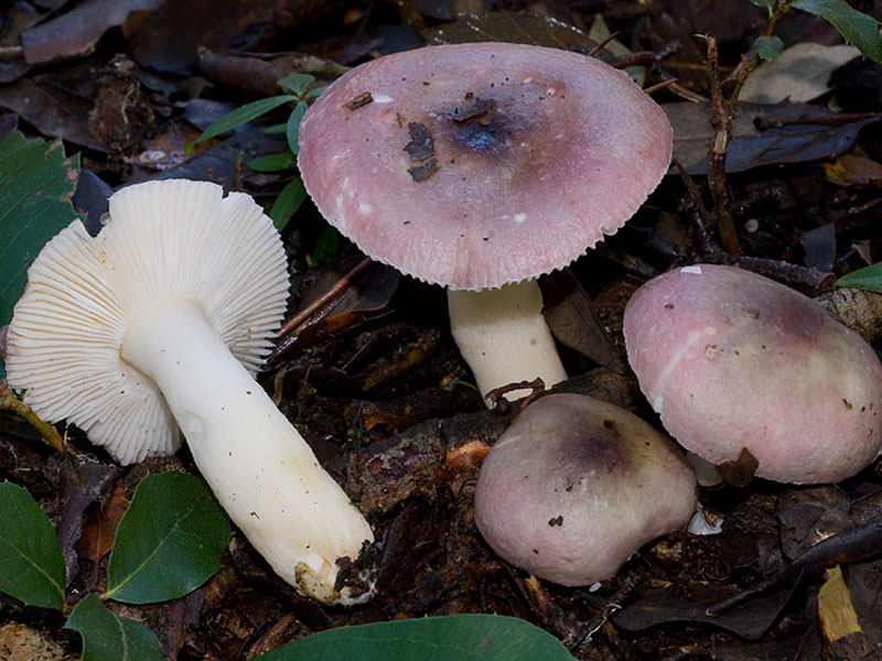 Russula brittle