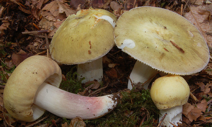 Russula purpurea