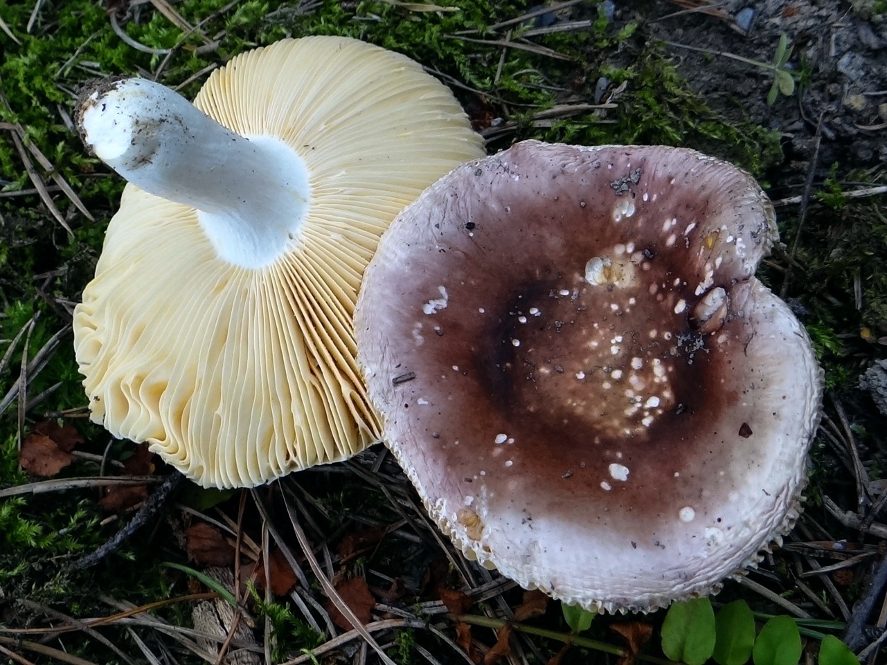 Russula purpurea