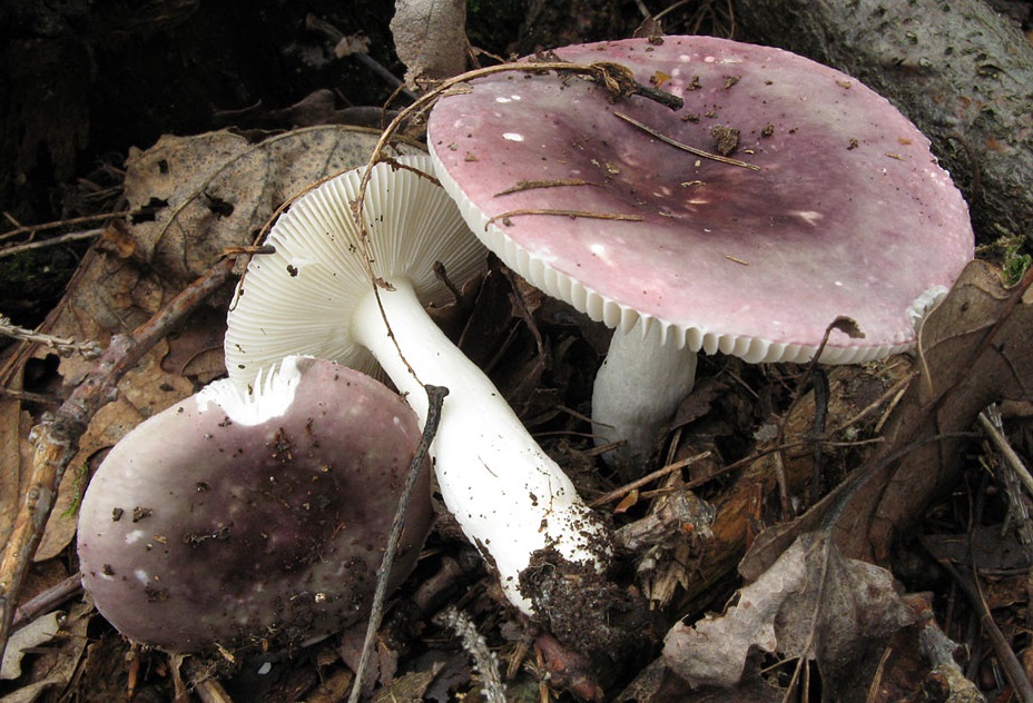 Russula brittle