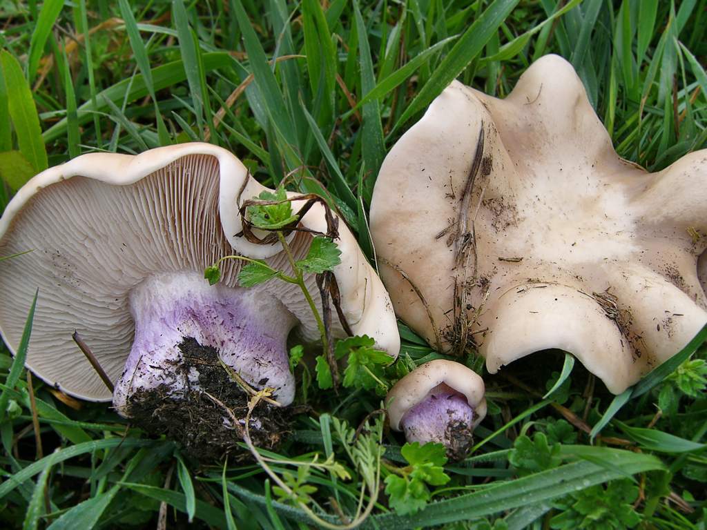 보라색 다리의 로완