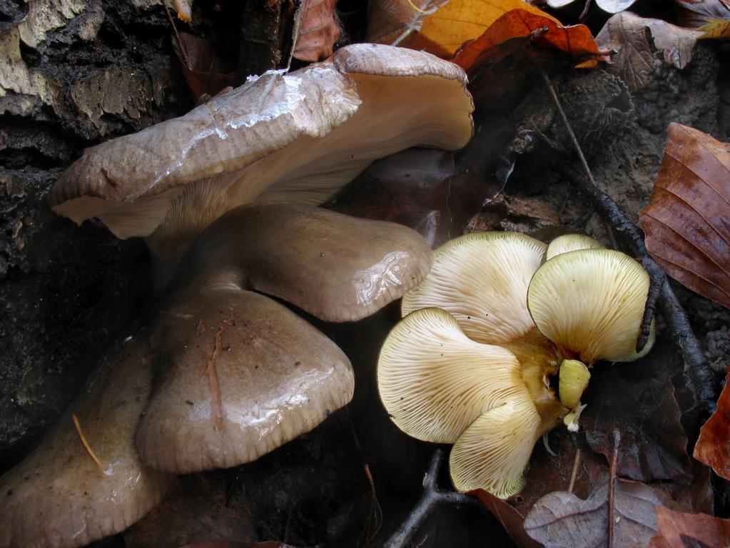 늦은 느타리버섯