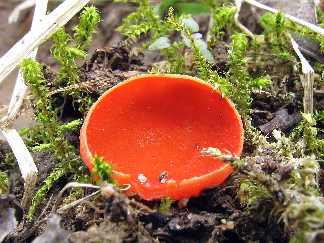 사르코스키파 아우스트리아카