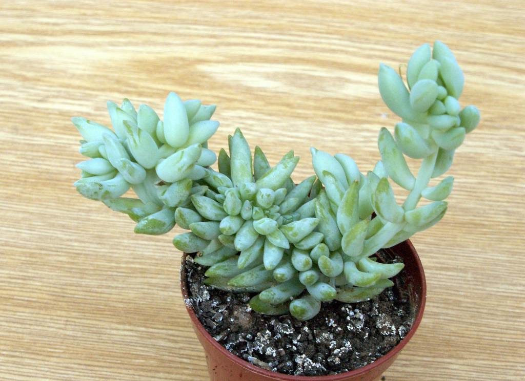 돌나물 모르가니