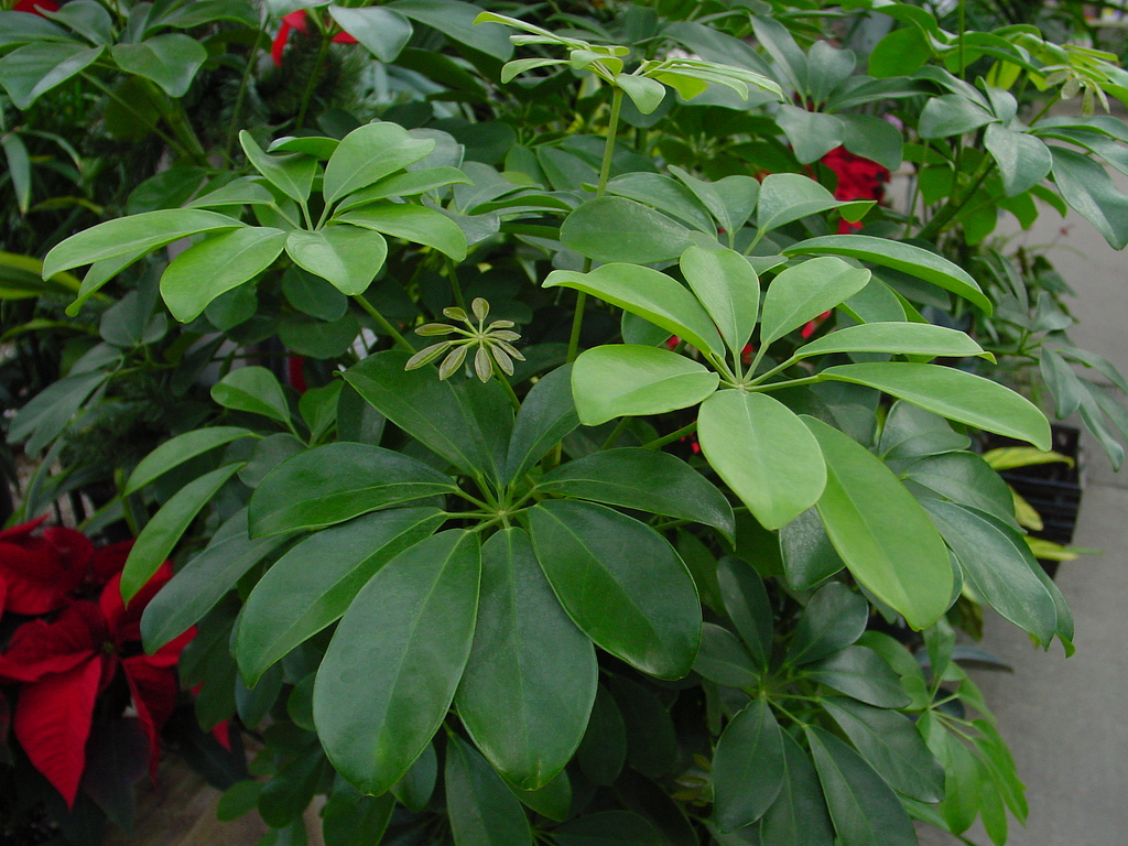 셰플레라 옥토폴리아타