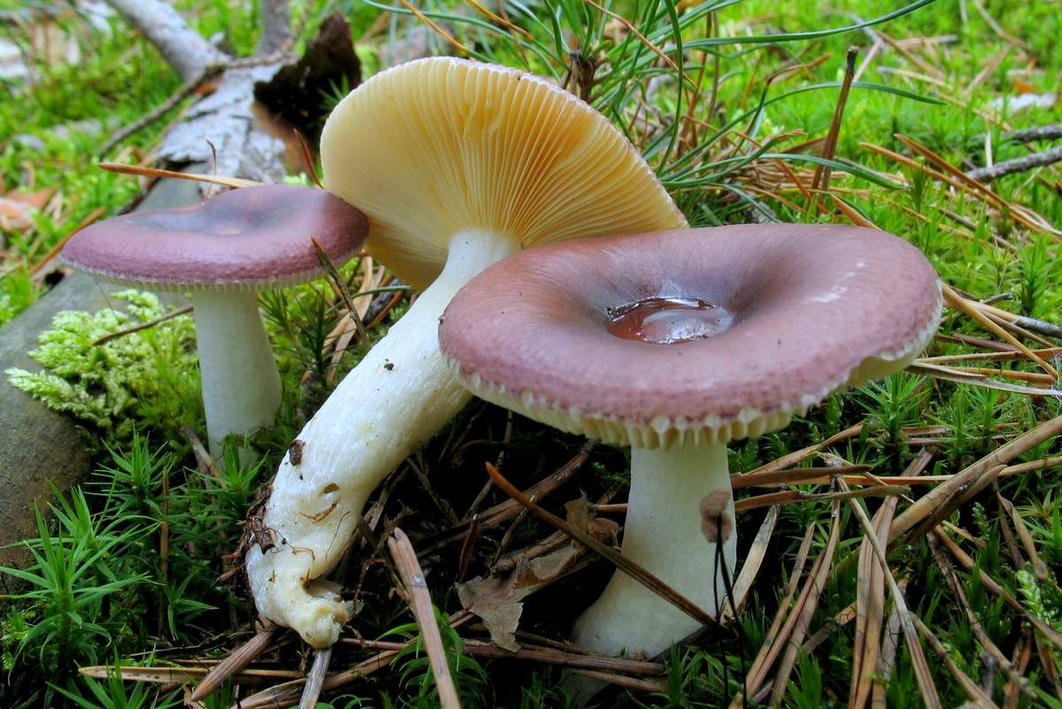 Russula brittle