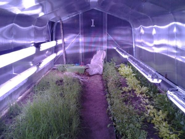 겨울철 온실 조명