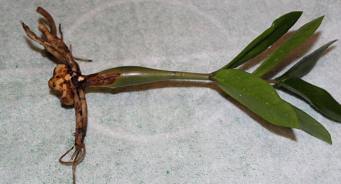 절단에 의한 이식