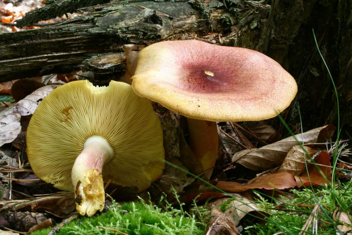 노랑-빨강 로완