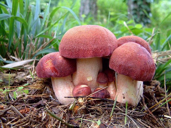 노랑-빨강 로완