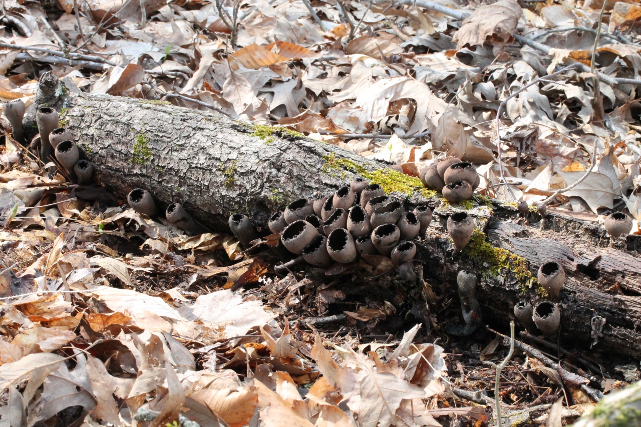 유리잔 모양의 우르눌라